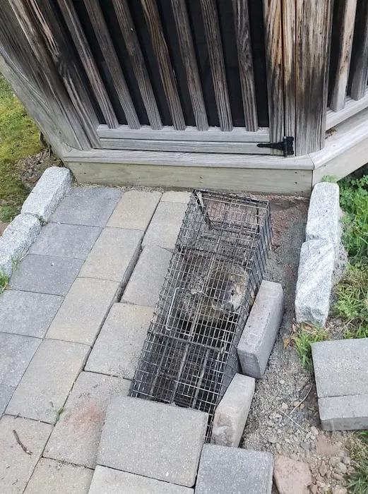 Wildlife Removal Experts Picture 1