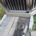Wildlife Removal Experts