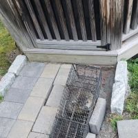 Wildlife Removal Experts ico