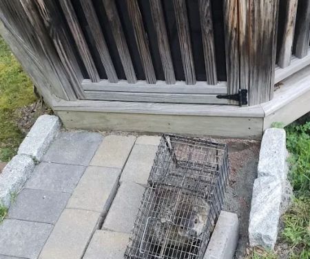 Wildlife Removal Experts