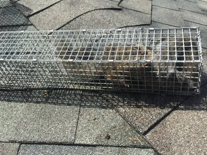 Wildlife Removal Experts Picture 4
