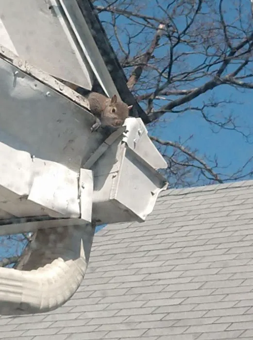 Wildlife Removal Experts Picture 7
