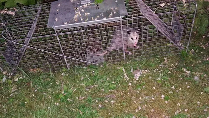 Wildlife Removal Experts Picture 3