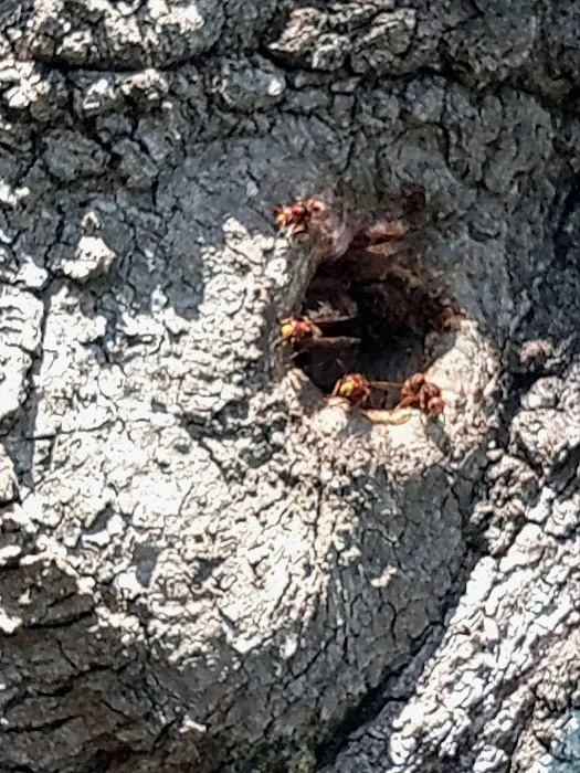 ServGuard Pest Solutions Picture 9