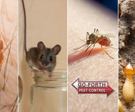 Go-Forth Pest Control