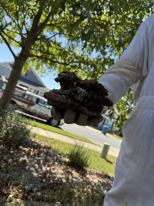 Go-Forth Pest Control Picture 4