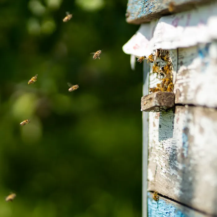 Pest Authority of Hickory Picture 3