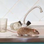 Fourth Creek Pest Control
