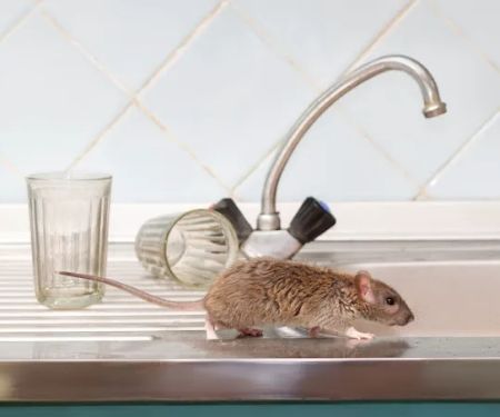 Fourth Creek Pest Control