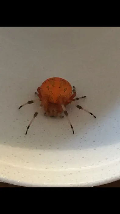 Donna's Pest Control Picture 4
