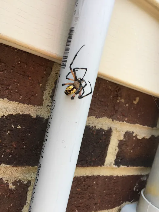 Donna's Pest Control Picture 8