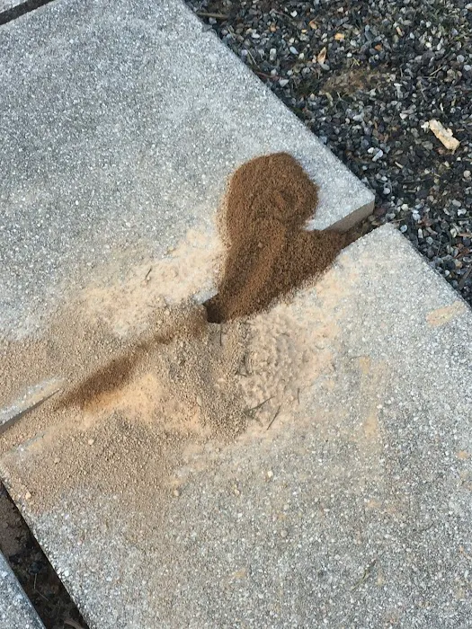 Donna's Pest Control Picture 7