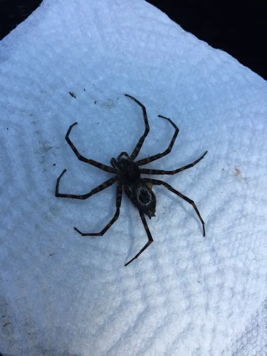 Donna's Pest Control Picture 2