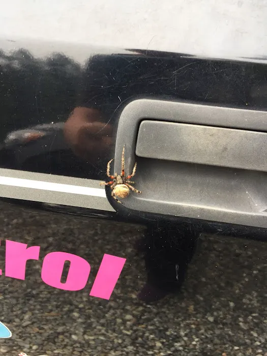 Donna's Pest Control Picture 1
