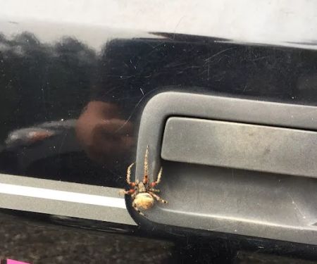 Donna's Pest Control