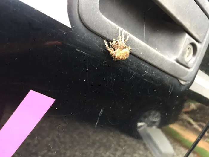 Donna's Pest Control Picture 10