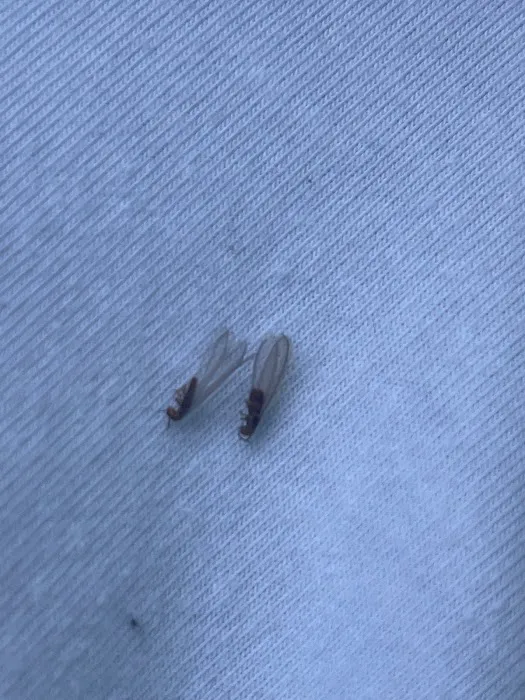 A+ Termite & Pest Control Picture 8