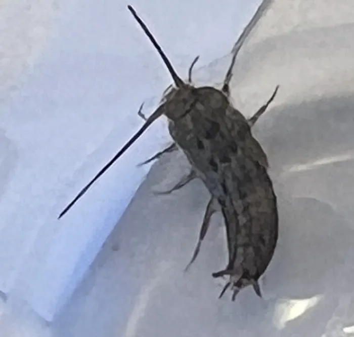 A+ Termite & Pest Control Picture 9