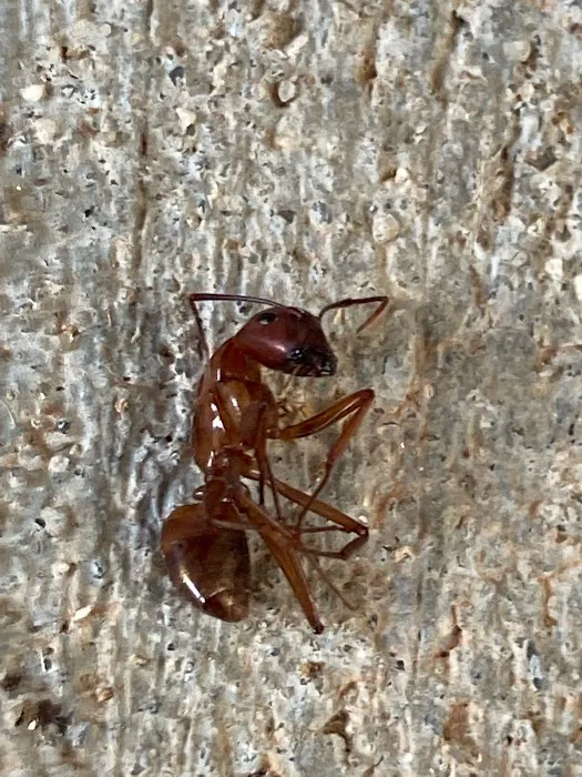 A+ Termite & Pest Control Picture 2