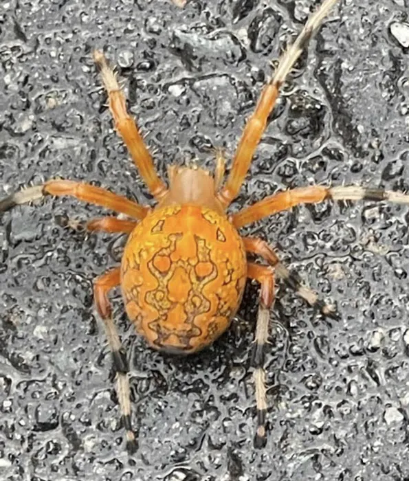 A+ Termite & Pest Control Picture 3