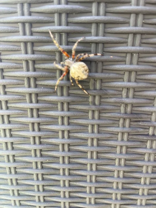 A+ Termite & Pest Control Picture 7