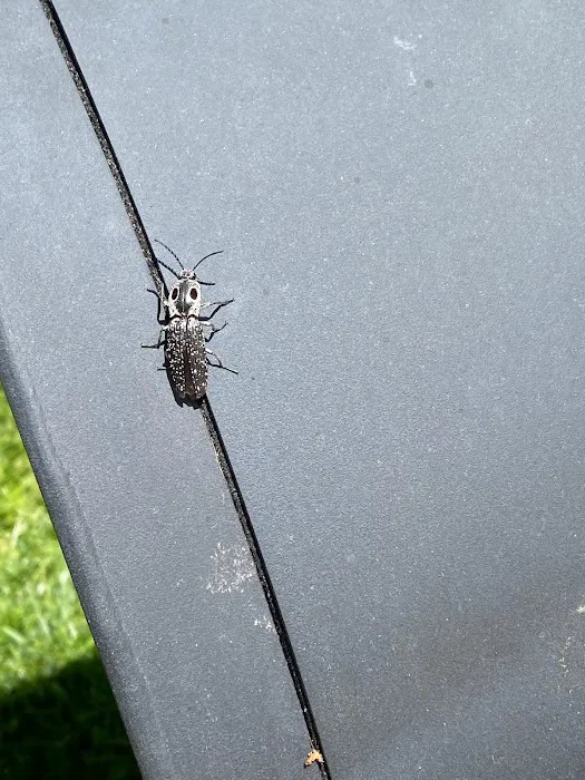 A+ Termite & Pest Control Picture 4