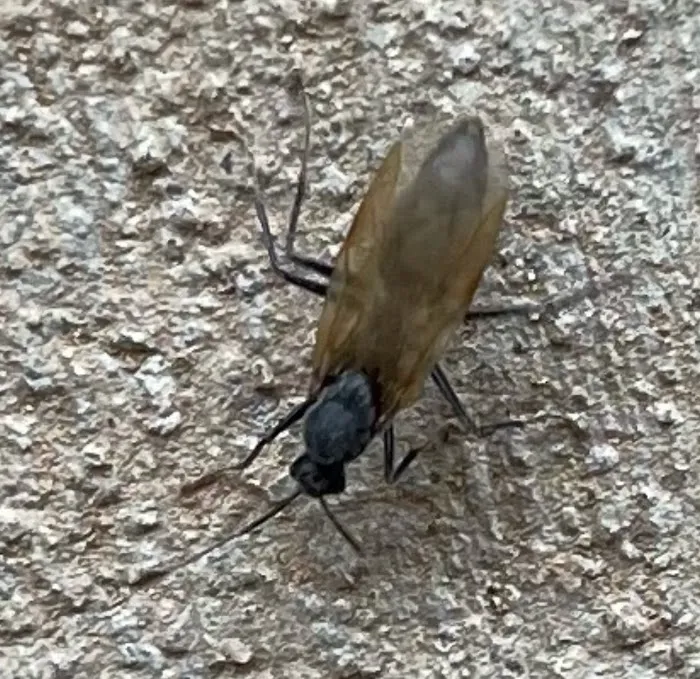 A+ Termite & Pest Control Picture 6