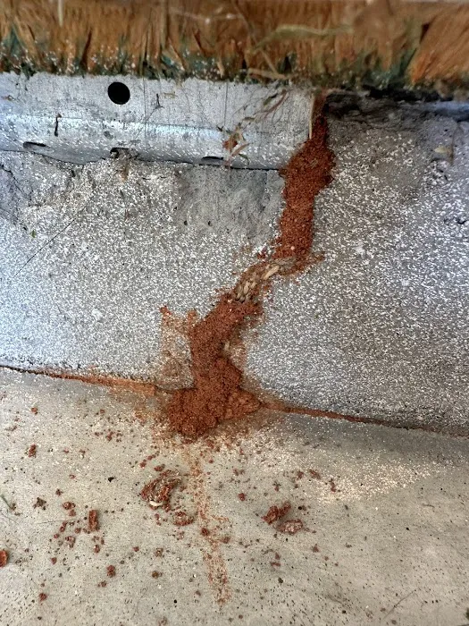 A+ Termite & Pest Control Picture 10