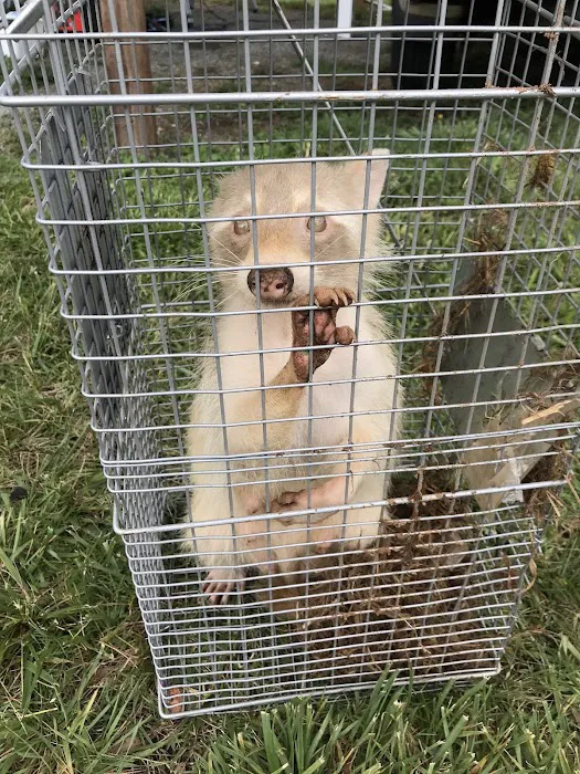 The Critter Man Picture 1