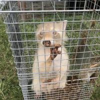 The Critter Man ico
