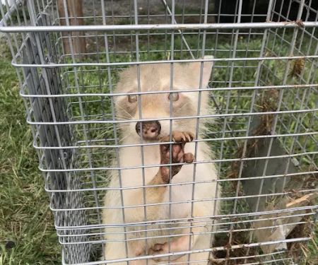 The Critter Man