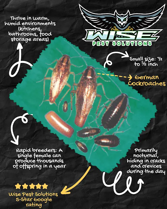 Wise Pest Solutions Picture 10