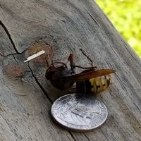 Mc Clain's Pest Control Inc ico