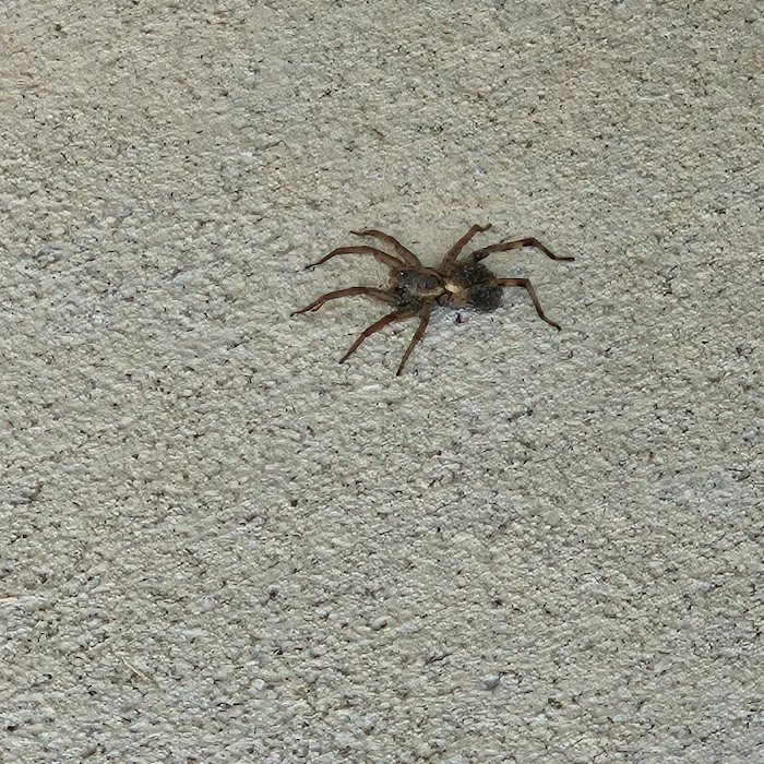 Go-Forth Pest Control Picture 6