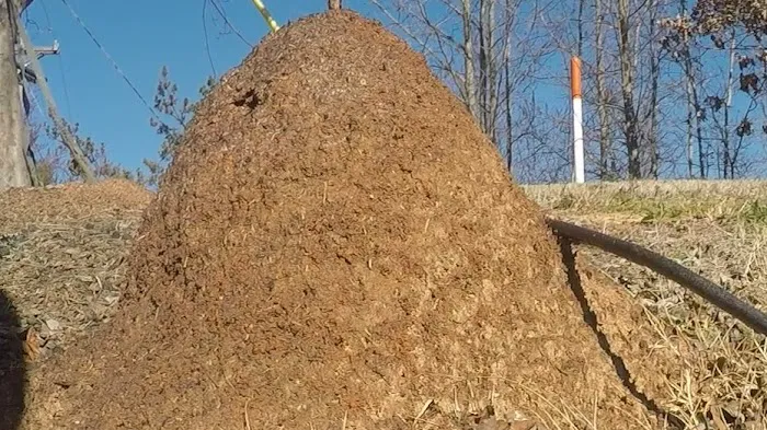 Truly Nolen Pest & Termite Control Picture 7