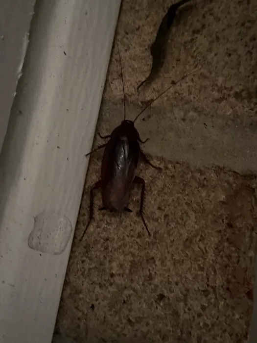 Clegg’s Termite & Pest Control - Morehead City Picture 4