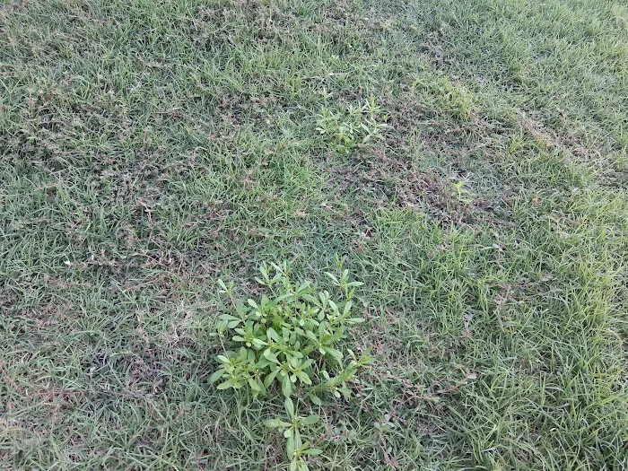Freedom Lawns Pender & South Onslow Picture 10