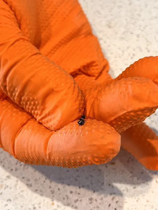 Patriot Pest Control Picture 3