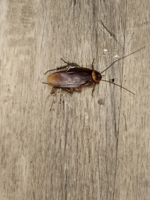 Massey Services Pest Control Picture 4