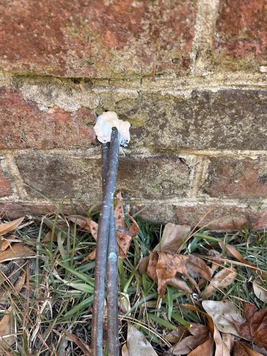 Massey Services Pest Control Picture 2
