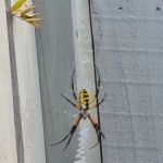 HomeTeam Pest Defense