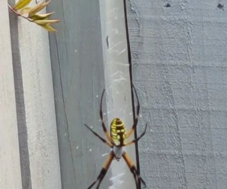HomeTeam Pest Defense