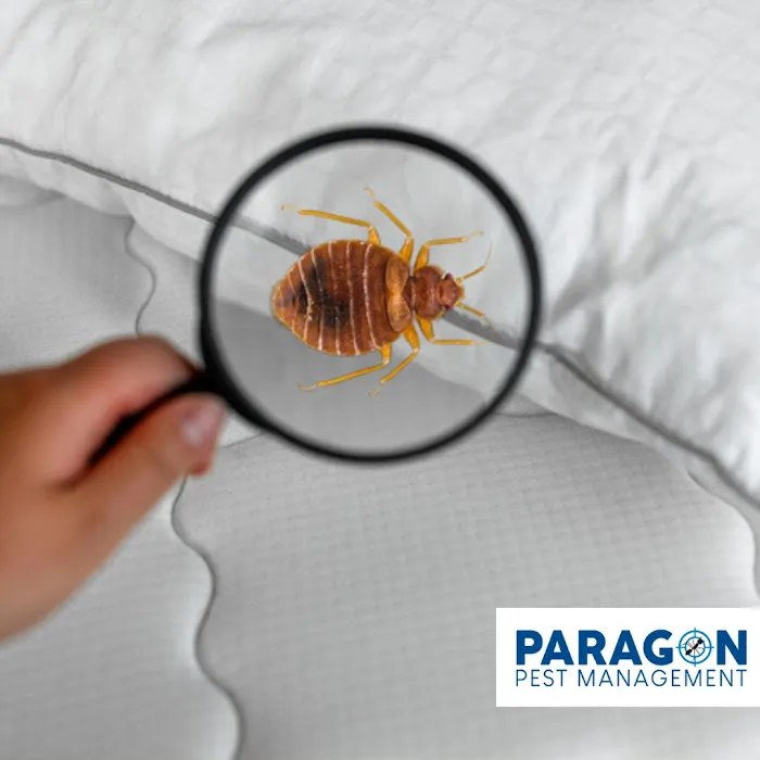 Paragon Pest Management Picture 6