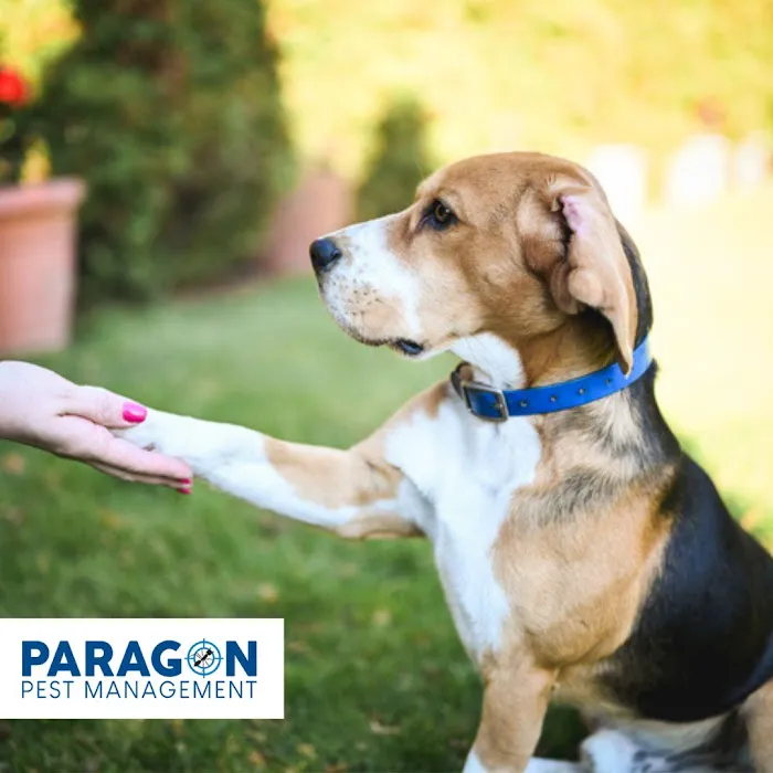 Paragon Pest Management Picture 4
