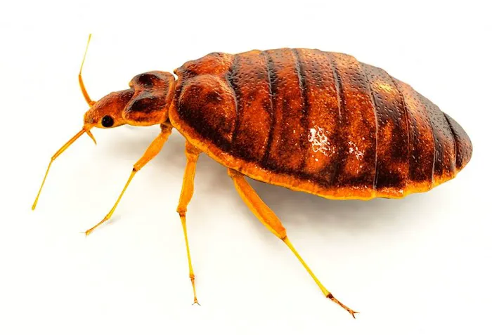 A + pest control Picture 2