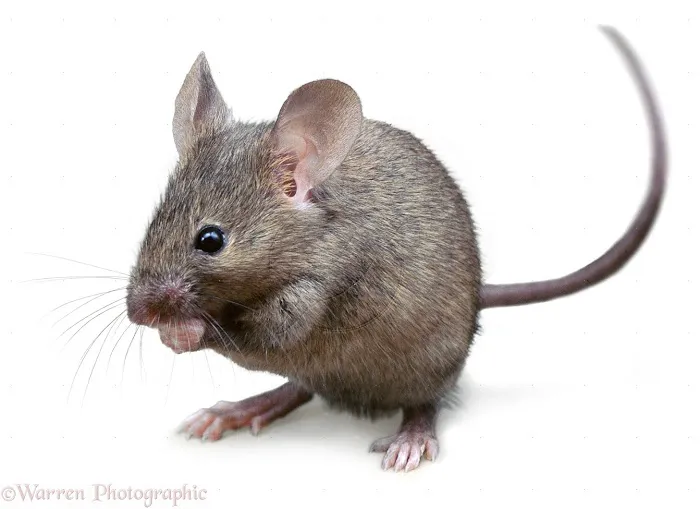 A + pest control Picture 1