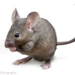 A + pest control