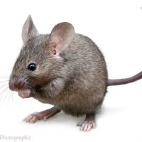 A + pest control ico