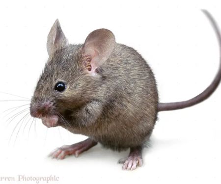 A + pest control