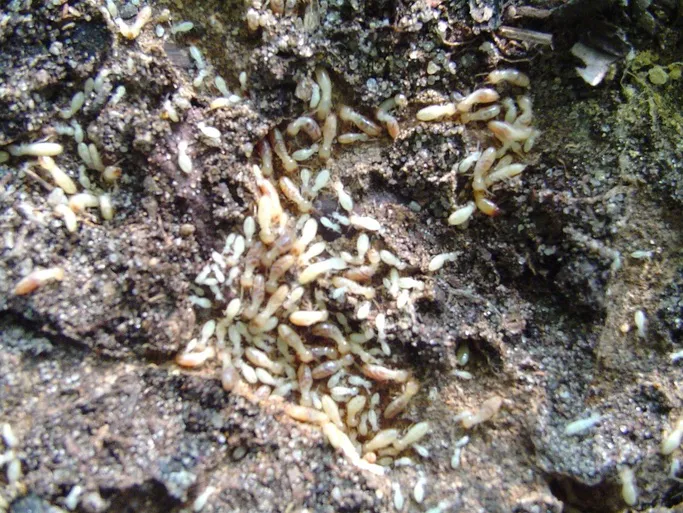 Canady’s Termite & Pest Control Picture 2